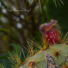Fotografía de Lily Hernández